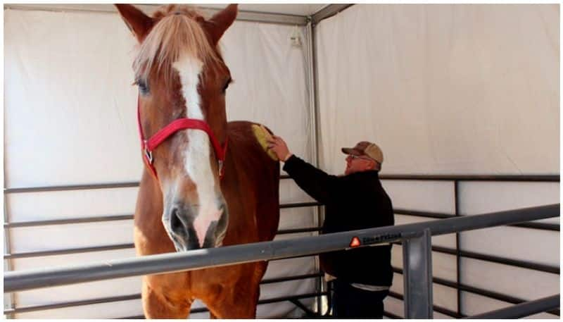 Big Jake the worlds tallest horse dies at the age of 20