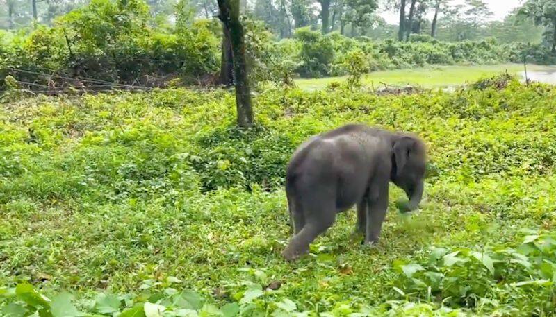 Elephant calf picking up perfect grass to eat amazes netizens; watch video-tgy