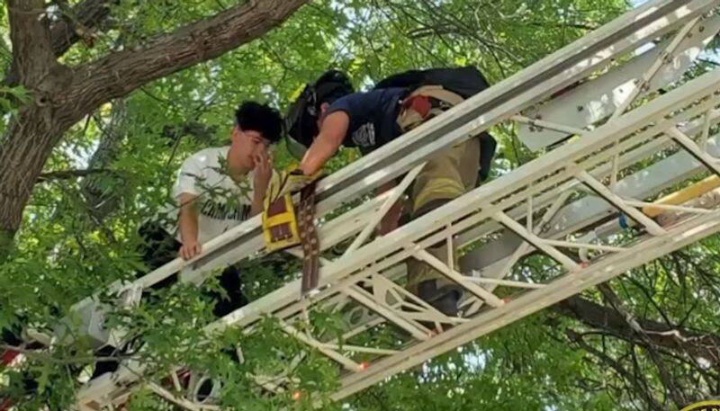 Man climbs tree to rescue his pet cat but fails to climb down; watch video to know what happened next-tgy