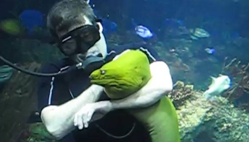 Aquarium cleaner cuddling enormous eel leaves internet amazed; watch the video-tgy