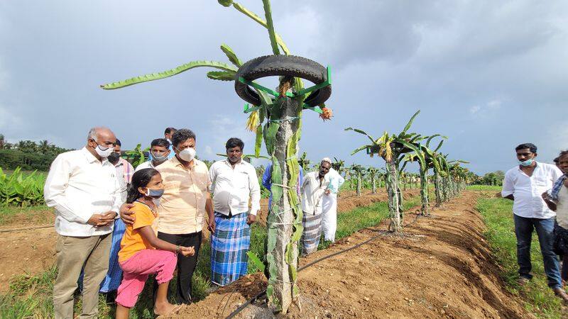 Honnali BJP MLA visits dragon fruit farm in Kattigi village rbj