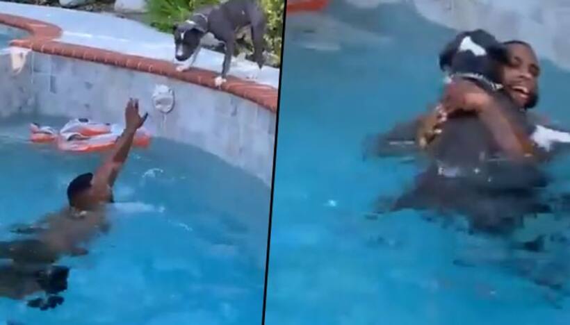 Dog rushes to save 'drowning' man in pool without knowing how to swim; Watch viral video