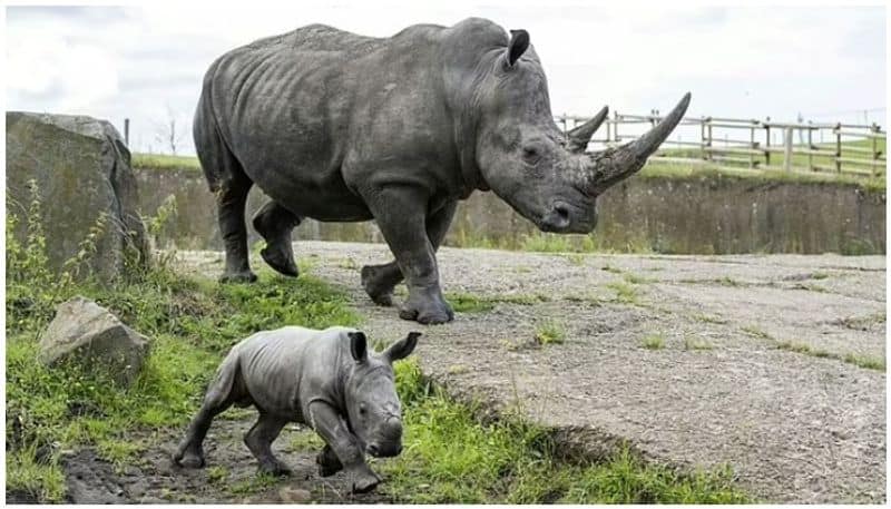 Two rare species of Southern white rhinoceros cubs were born at six week intervals AT UK ZOO