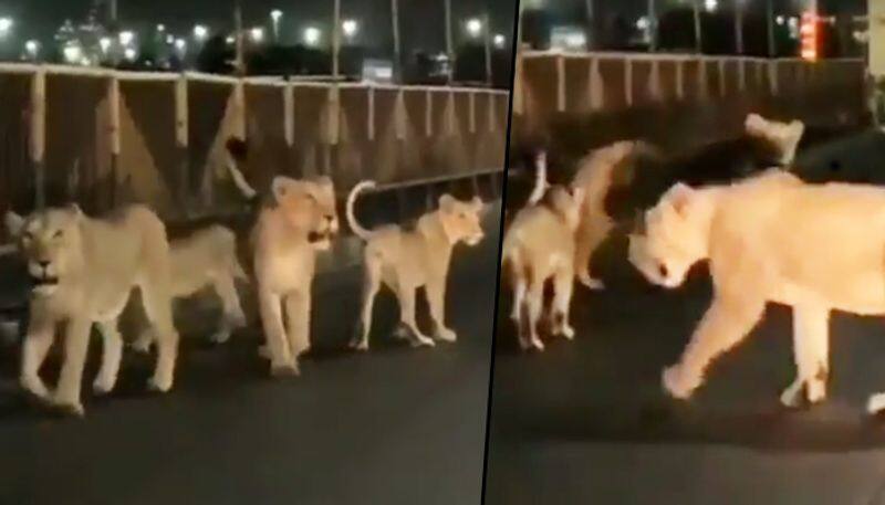 Lions family spotted walking on the road in Gujarat; Watch viral video - gps