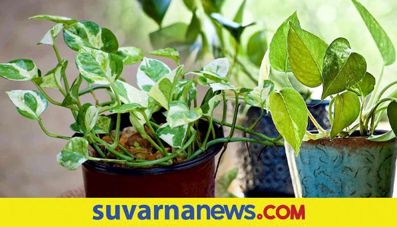 Money plant in your home follow these rules to have luck