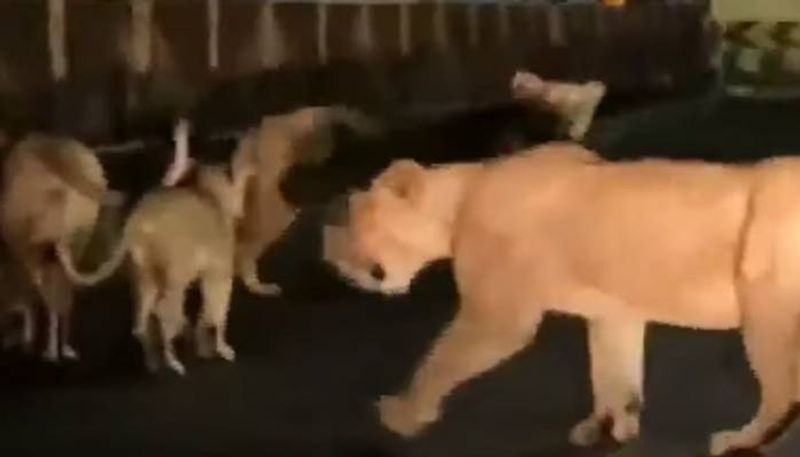 lions in Gujarat street video went viral