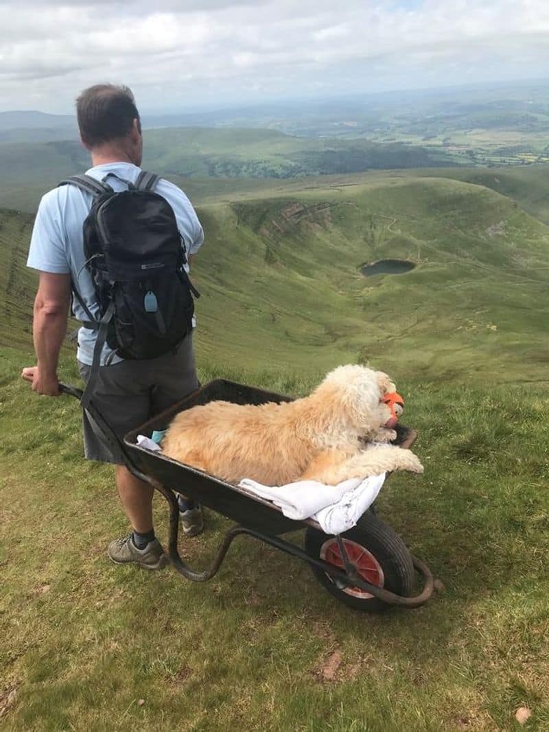 heart melting story of a friendship btw a man and his dog