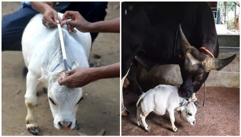 Rani Bangladesh dwarf cow is the latest attraction in Dhaka