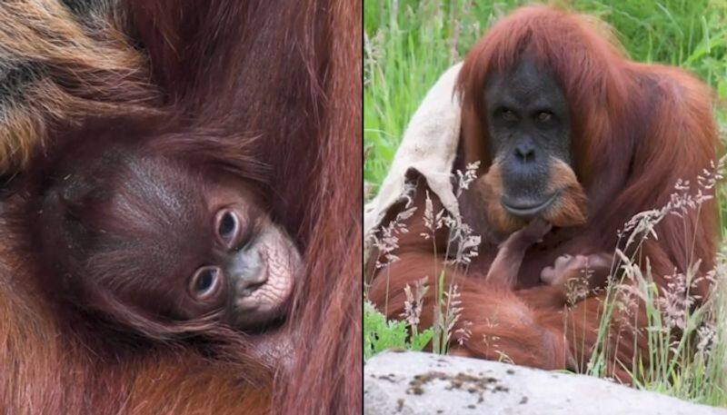 Sumatran orangutan mom cradling her newborn baby wins hearts of netizens; watch the video-tgy