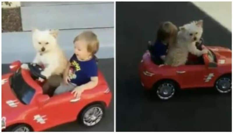 Pet dog drives his little hooman around in toy car