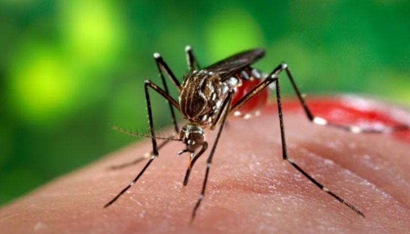 Central Government Experts Team Arrive to Raichur For Zika Fever Case grg