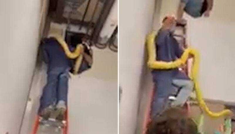 Escaped 12-foot Burmese python found in shopping mall after two days; watch viral video-tgy