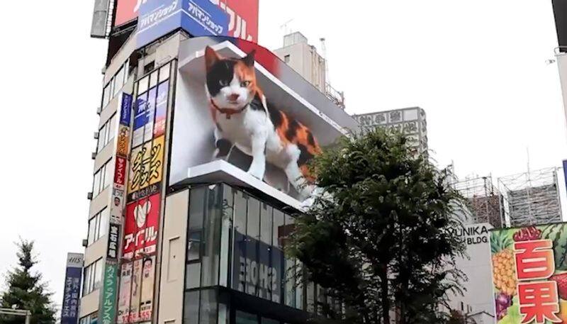 Giant 3D cat from Tokyo amazes netizens; Watch viral video-tgy