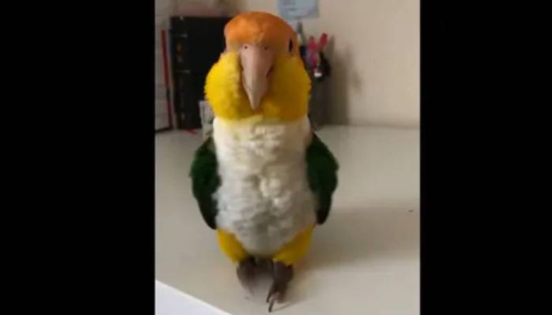 cute parrot dance video viral