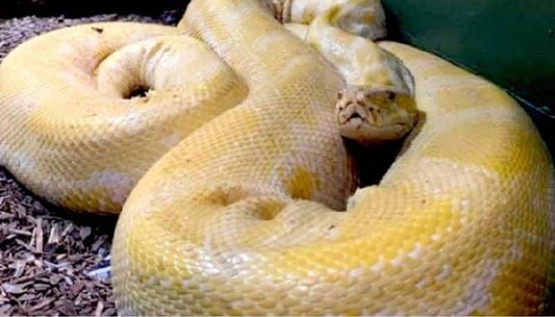 12 Foot Snake Escapes Zoo Found In Shopping Mall After 2 Days