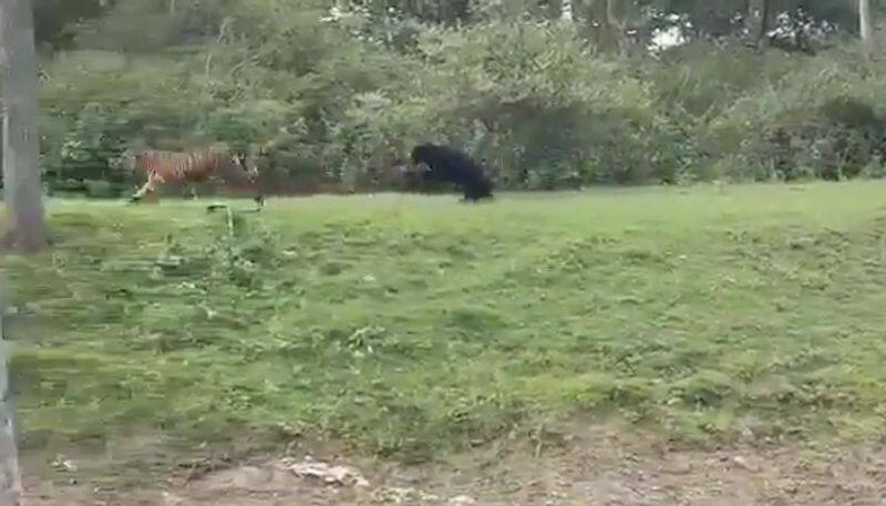 Sloth bear chasing away Tiger amazes netizens; Watch video-tgy