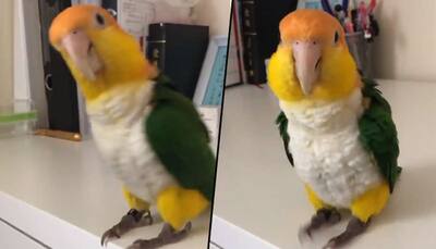 Watch Parrot teaches how to dance in style; let’s learn some steps from the bird