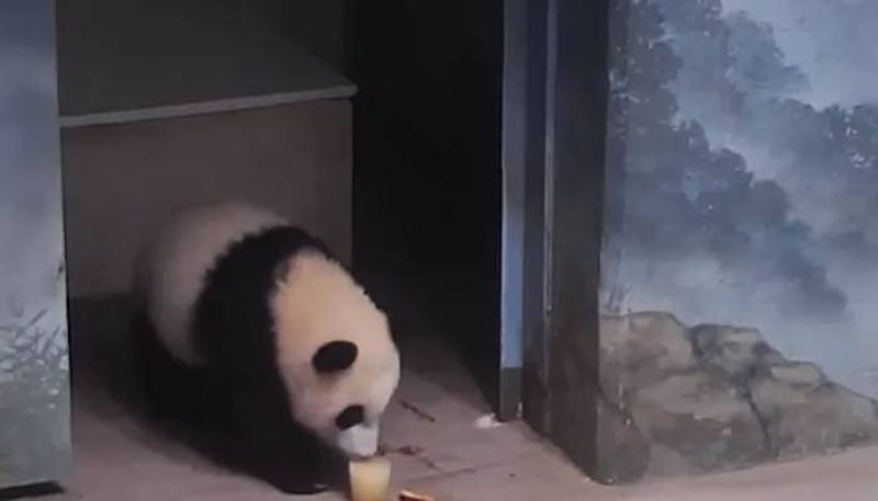 cute video of giant panda cub