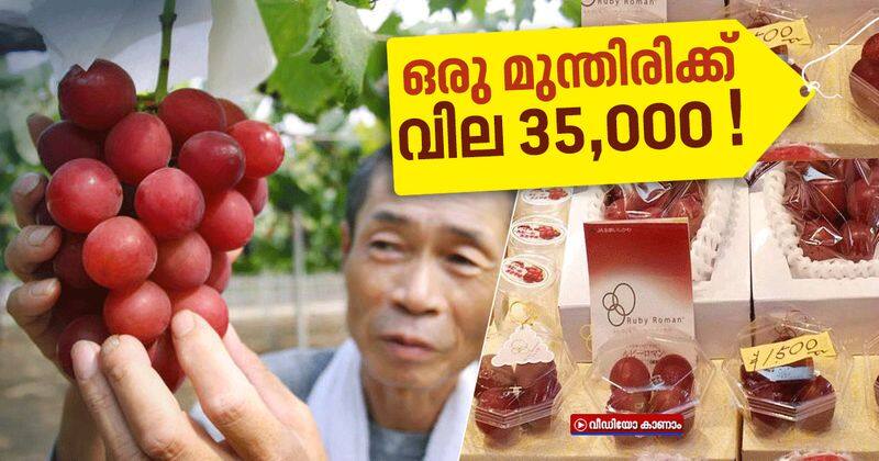 worlds most expensive ruby eoman grapes costs 7 lakh for a bunch