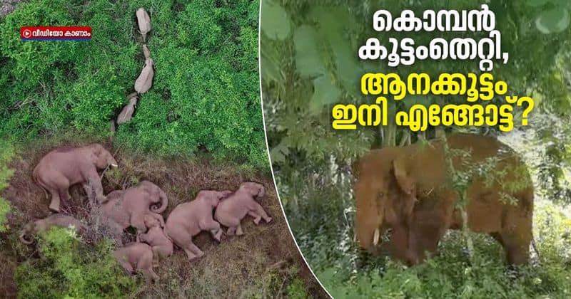 one of chinas wandering elephants returned to reserve