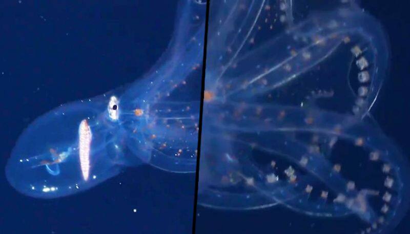 Watch rare Octopus with transparent skin (Viral Video) - gps