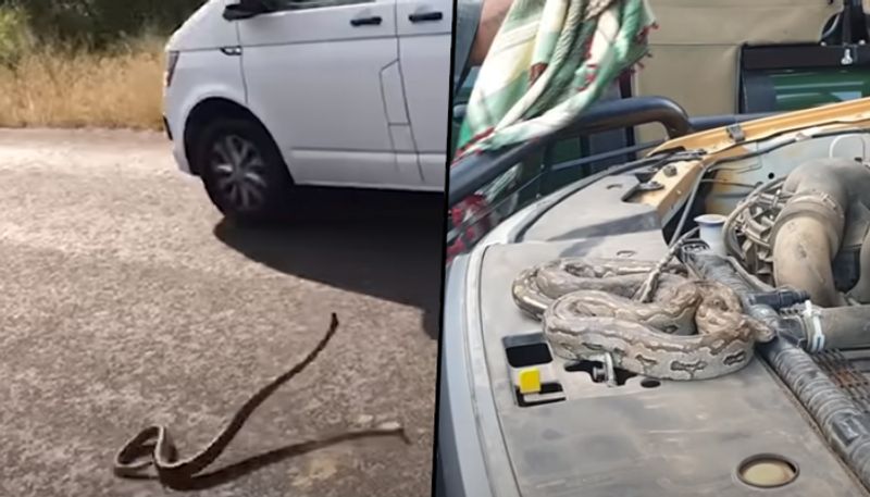 Snake strikes at car and crawls inside; horrifying video goes viral - gps