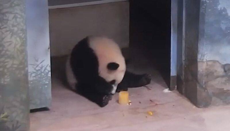 Panda cub enjoys fruitsicles, adorable video will make your day-tgy