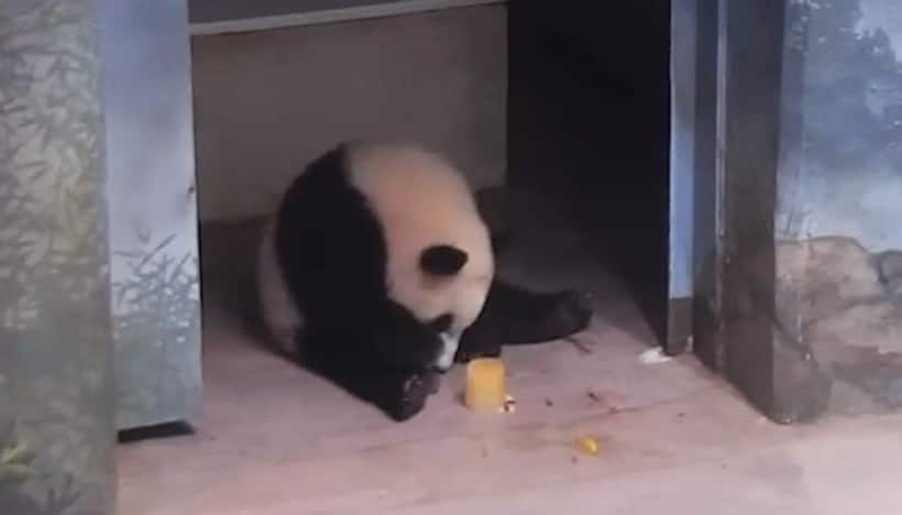 Panda cub enjoys fruitsicles, adorable video will make your day