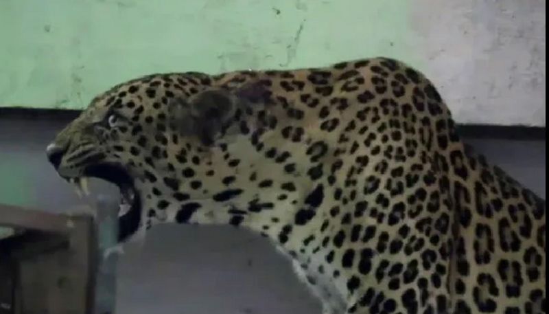 video in which leopard rescued from a school canteen