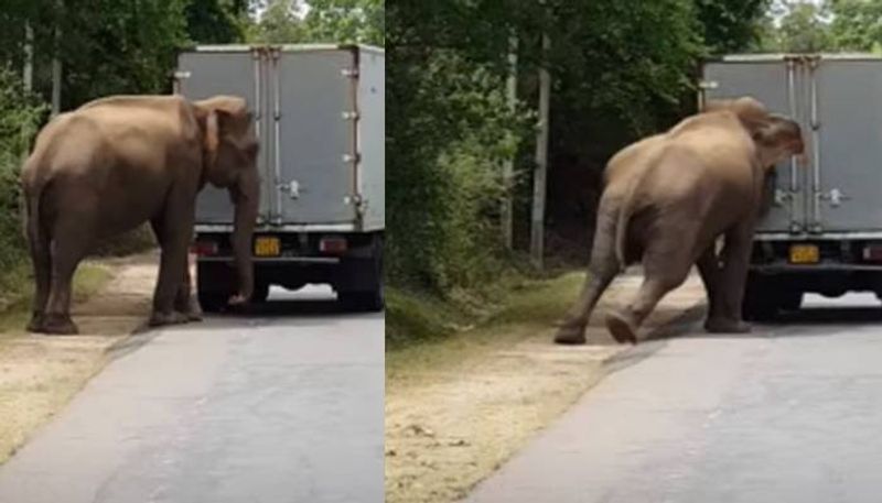 Wild elephant helps to push start a truck