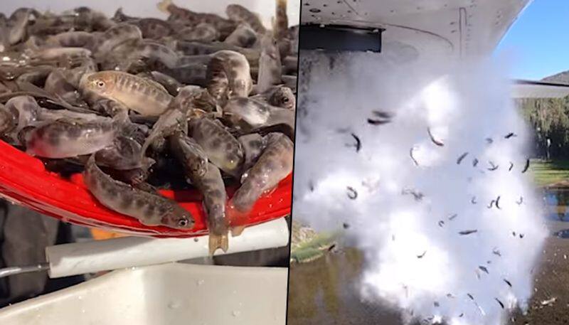 Its raining fish: Thousands dropped from the sky to restock lakes (Watch) - gps