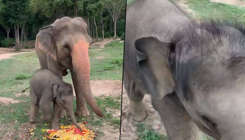 Watch how a baby elephant scares cameraperson (Video) - gps