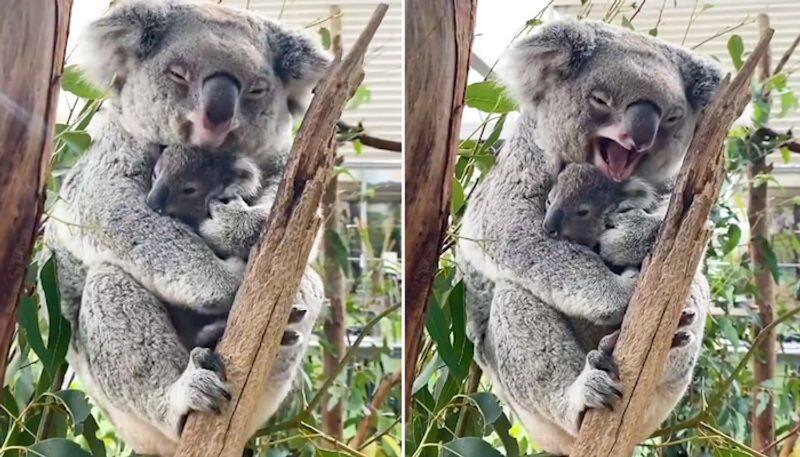 Sleepy mother koala snuggling her baby will make your day; watch viral video-tgy