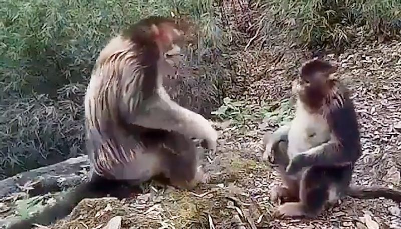 Two monkeys hug each other in a viral video shared by Harsh Goenka-tgy