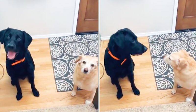 Watch Girl tells her name for the first time to pet dogs; their adorable reaction wins netizens hearts-tgy