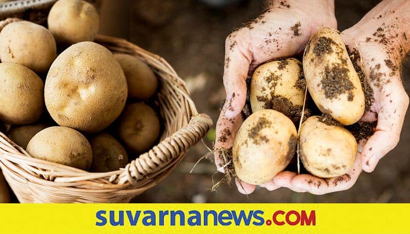 horticulture university to develop disease free potato seeds snr