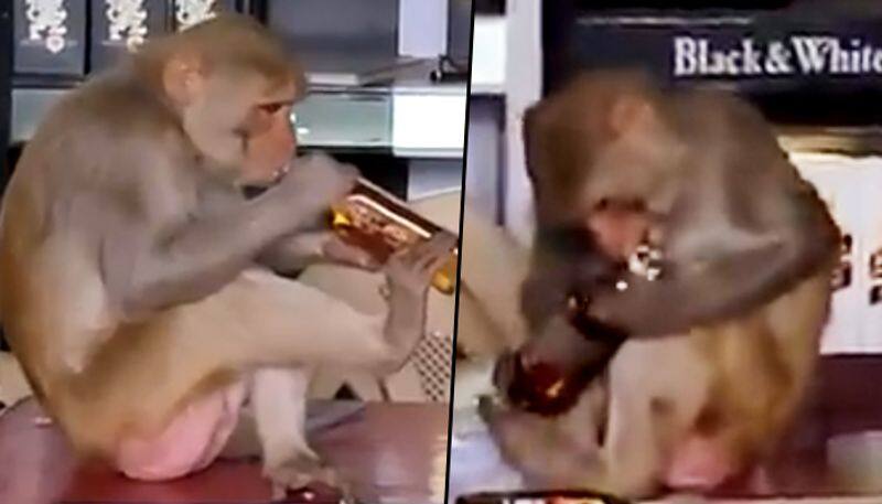 Monkey sits in liquor shop and sips alcohol; watch viral video - gps