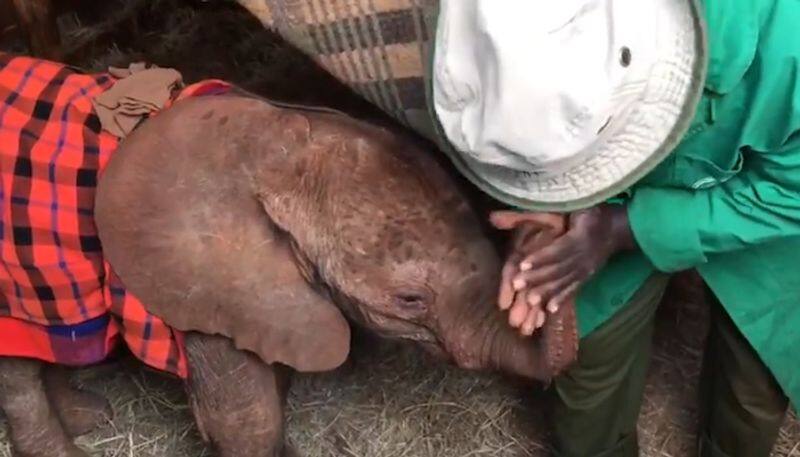 Baby elephant enjoys trunk massage from his keeper; Watch adorable video-tgy