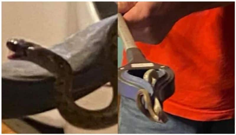 Woman finds family of 18 snakes living under her bed