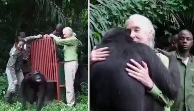 viral video Chimpanzee hugs  Jane Goodall