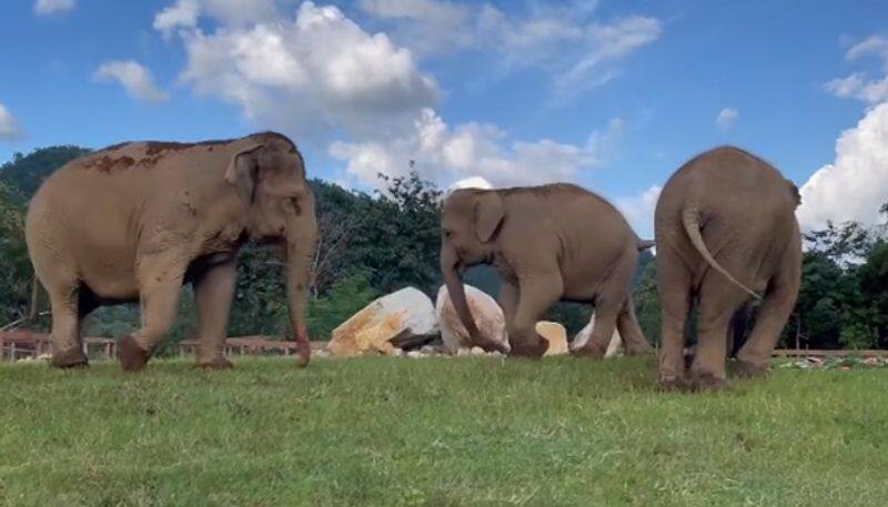 Elephant supervise blind tusker towards its food, watch adorable video - gps