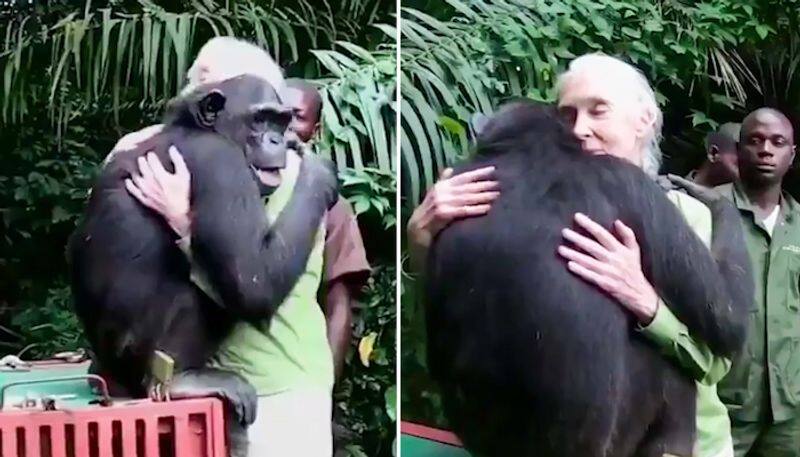 Chimpanzee embraces primatologist Jane Goodall after being rescued; watch heartwarming video-tgy