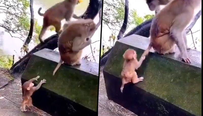 Baby monkey uses his intelligence to climb the wall; Adorable video goes viral - gps