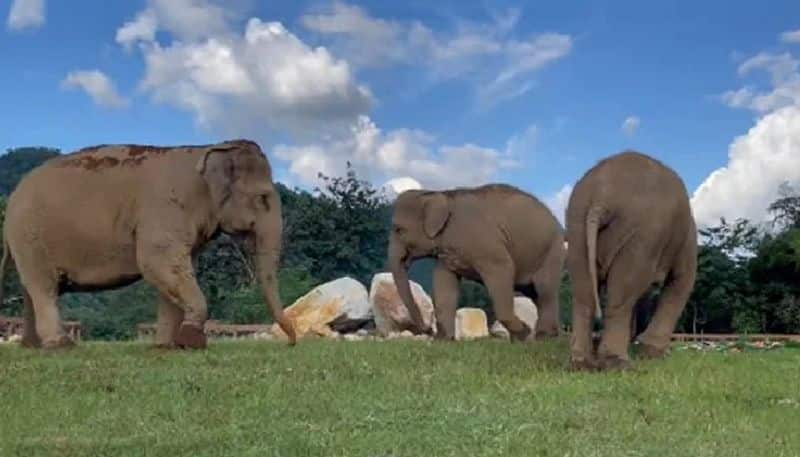 elephant helps its blind friend to find food