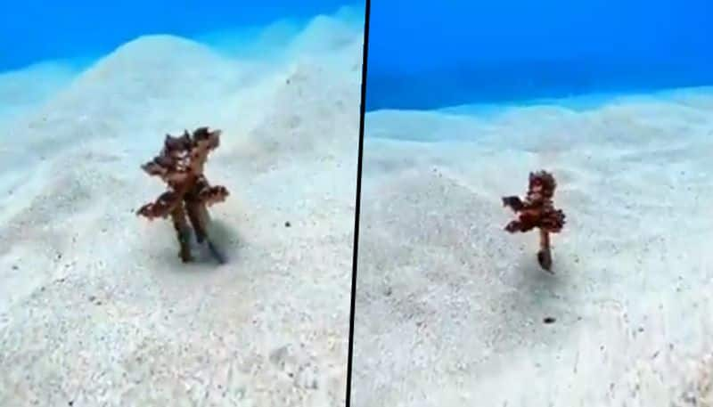 Octopus walks underwater using two tentacles; watch mesmerising video - gps