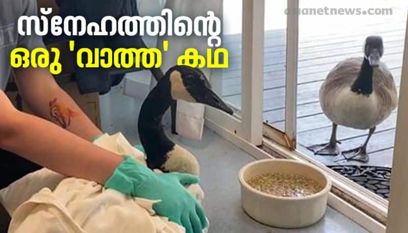 goose in a surgery at hospital his pair came to see him