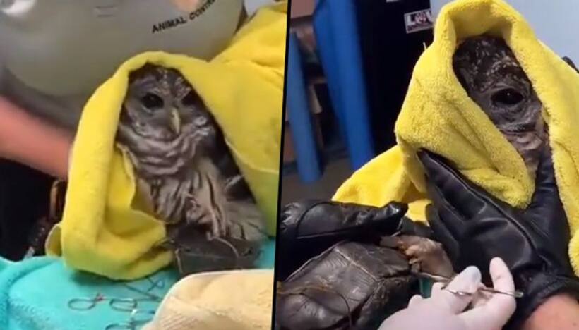 Rescue team frees owl and turtle stuck together in Virginia; Watch Video