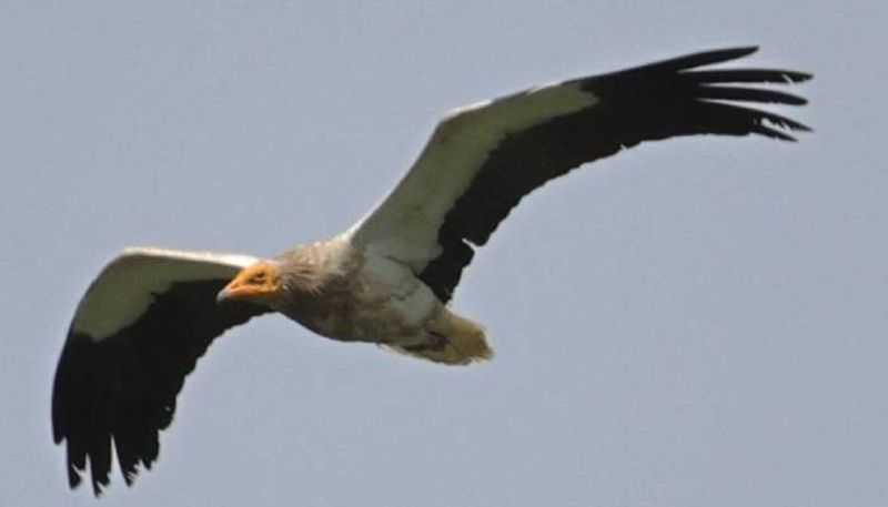 Vulture Breeding Center in Bannerghatta Biological Park grg