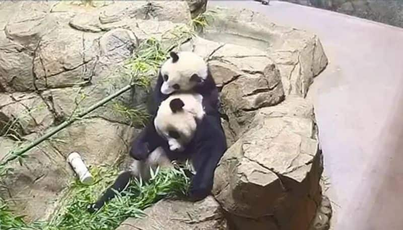 cute video panda cub playing with mom