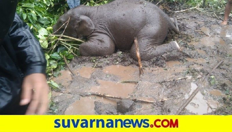 Wild Elephant Dies From Electric Shock in Kodagu snr